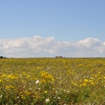 Wild flowers on the cliff top, Foreness Point